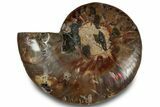 Cut & Polished Ammonite Fossil (Half) - Madagascar #323299-1